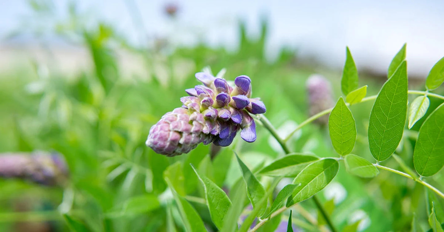 Wisteria Amethyst Falls