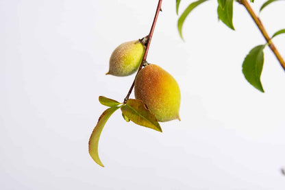 Belle of Georgia Peach Tree