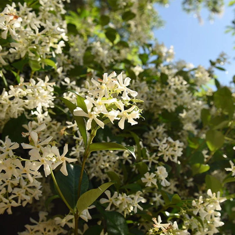 Star Jasmine Vine Shrub