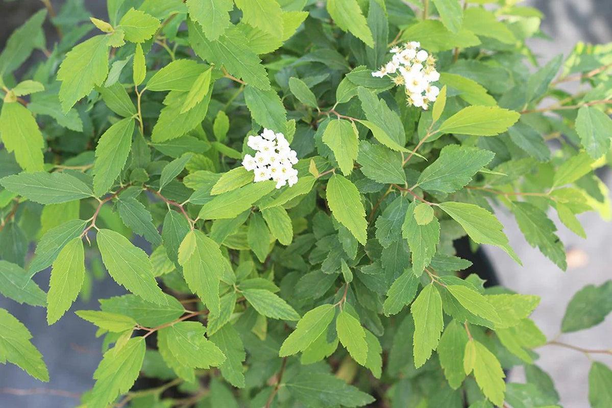 Bridal Wreath Spirea Shrub