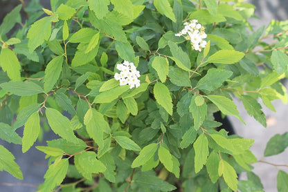 Bridal Wreath Spirea Shrub