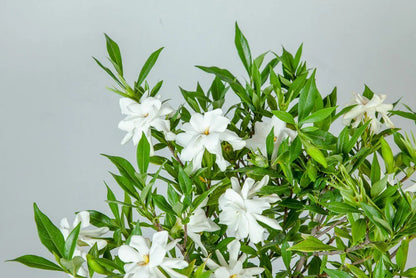Frost Proof Gardenia Shrub