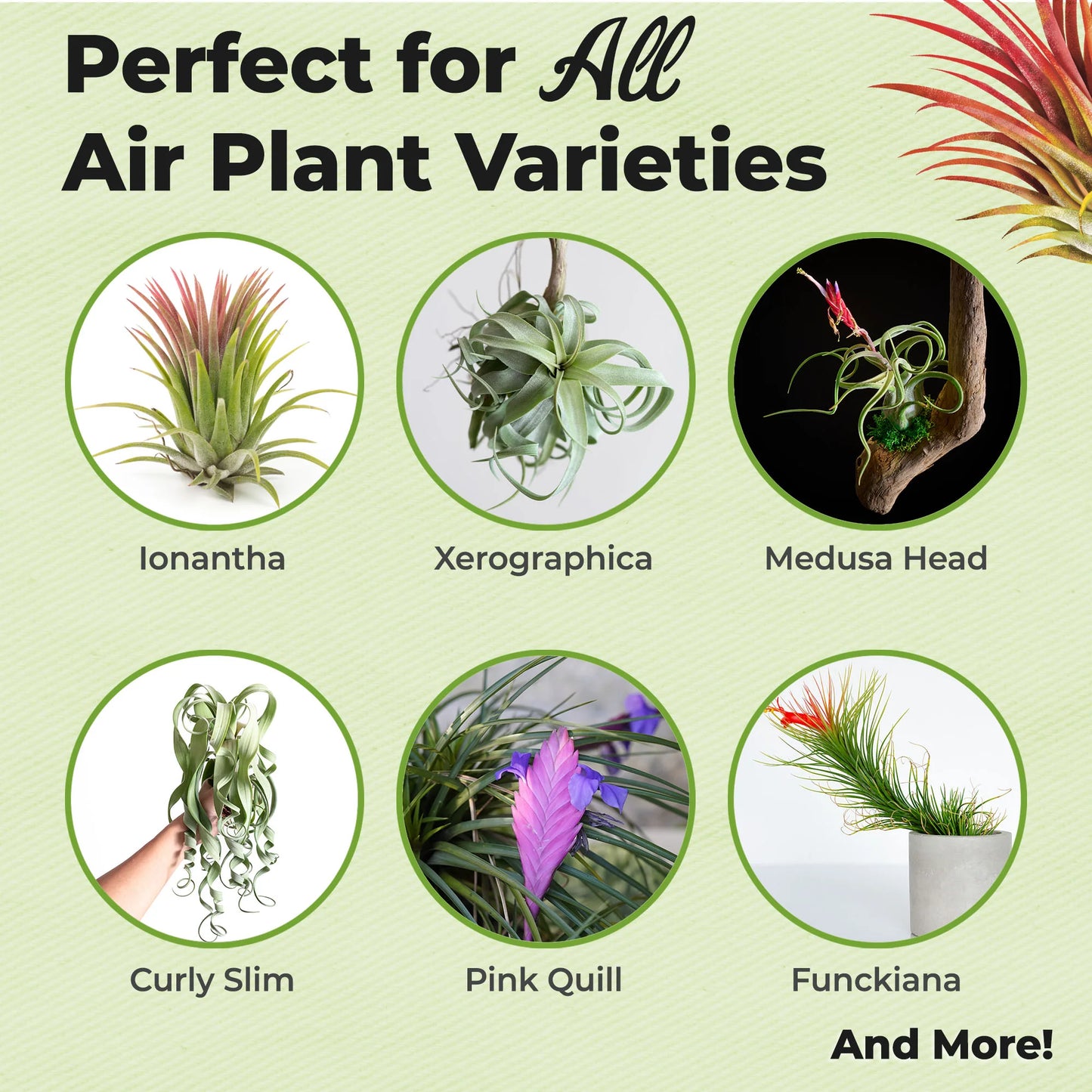 Air Plant Food & Fertilizer