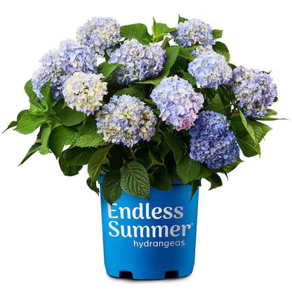 1 Gal. the Original Reblooming Hydrangea Flowering Shrub with Pink or Blue Flowers