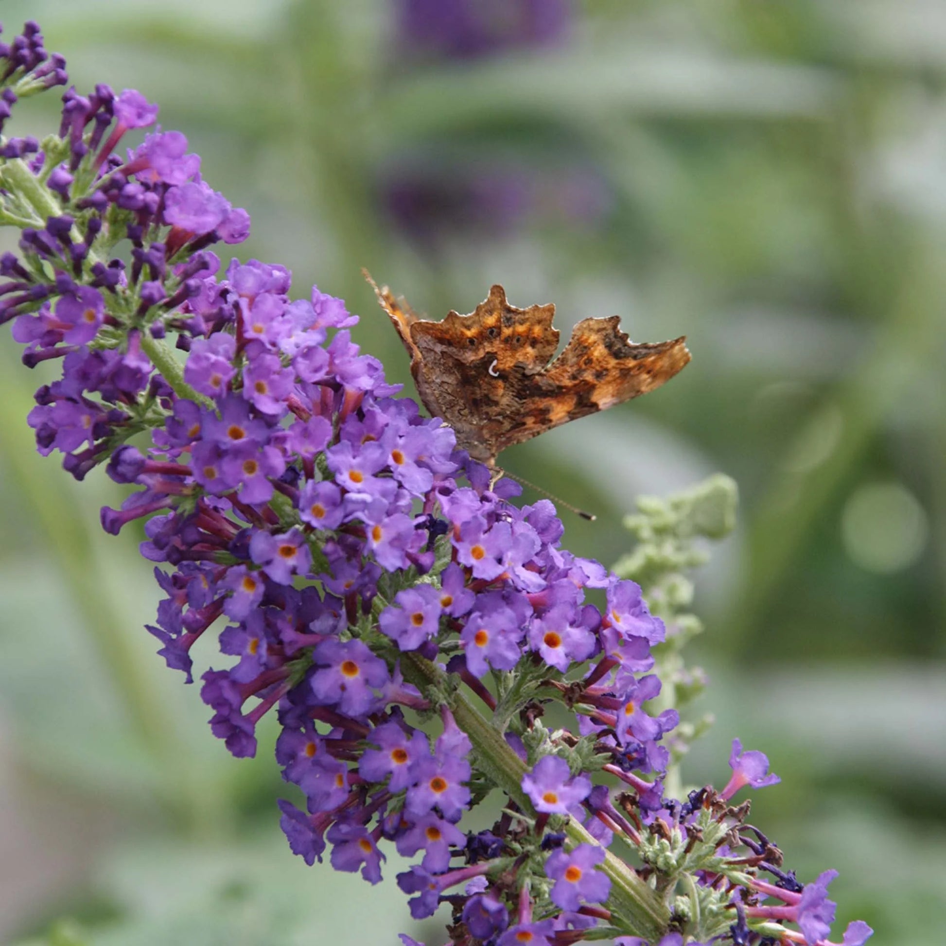 Buddleia Nanho Blue Butterfly Bush