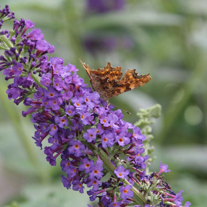 Buddleia Nanho Blue Butterfly Bush
