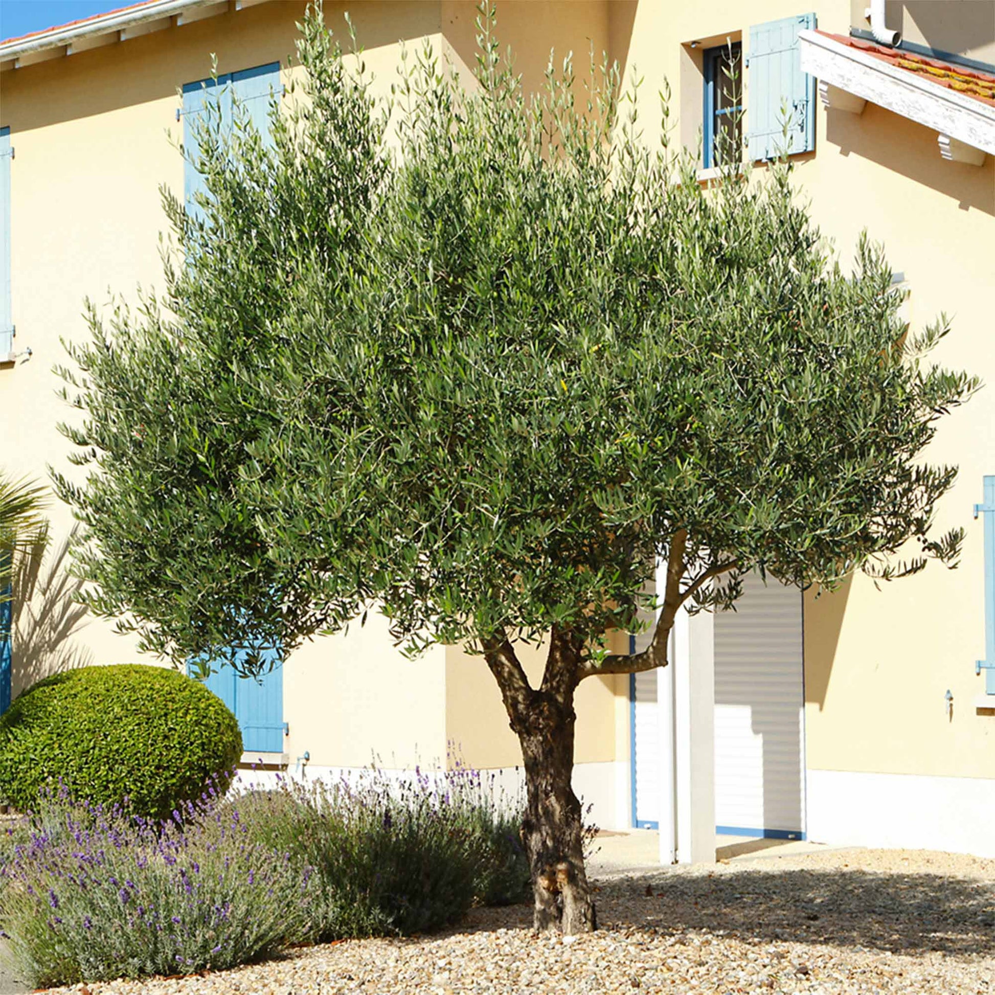 Arbequina Olive Tree