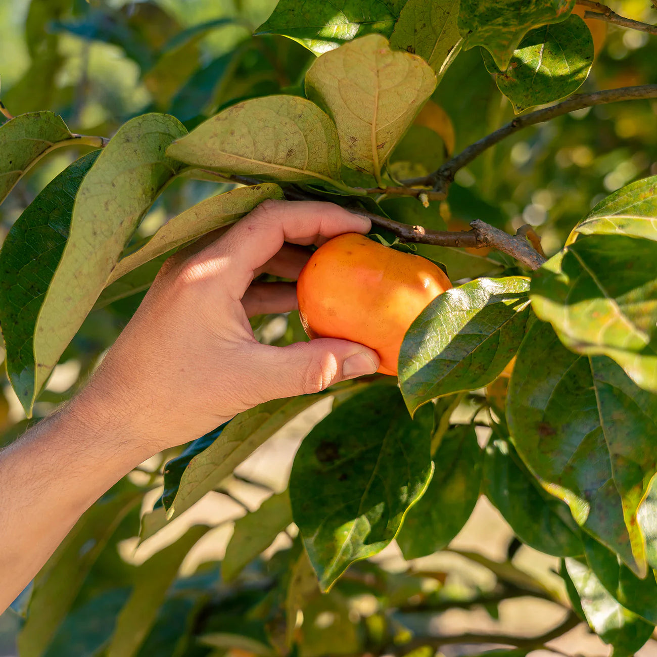 Fuyu Jiro Persimmon Tree
