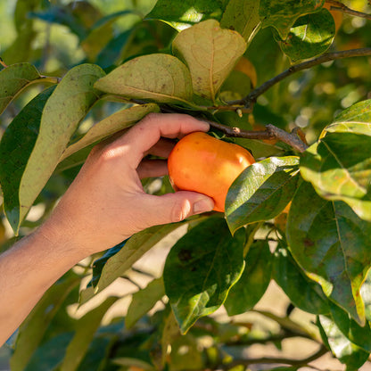 Fuyu Jiro Persimmon Tree