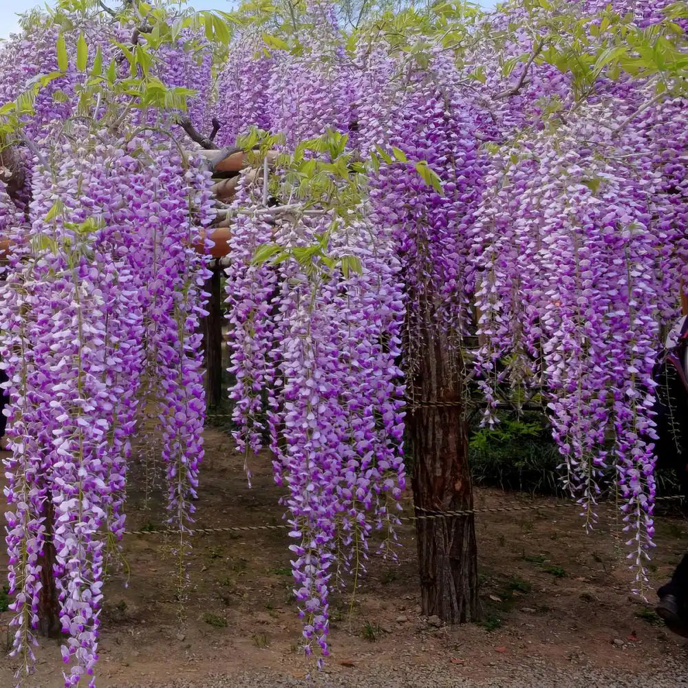 1 Gal. Wisteria Amethyst Falls Plant with Purple Flowers