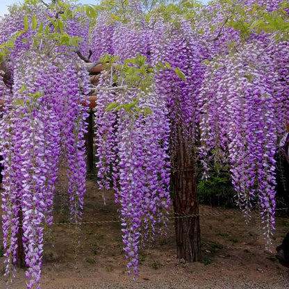 1 Gal. Wisteria Amethyst Falls Plant with Purple Flowers