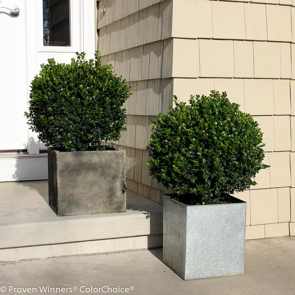 1 Gal. Sprinter Boxwood (Buxus) Live Evergreen Shrub, Green Foliage