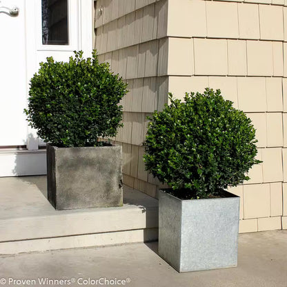 1 Gal. Sprinter Boxwood (Buxus) Live Evergreen Shrub, Green Foliage