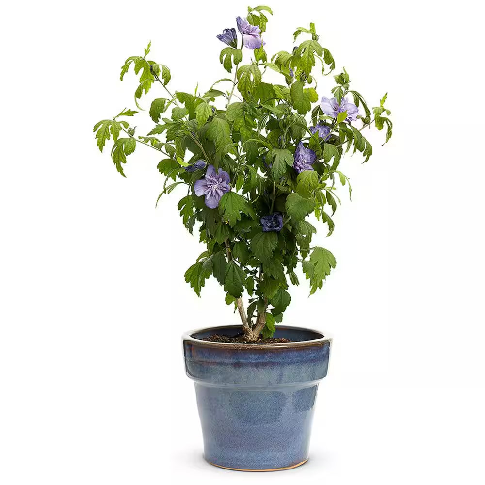 4.5 In. Qt. Blue Chiffon Rose of Sharon (Hibiscus) Live Shrub, Blue Flowers