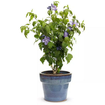 4.5 In. Qt. Blue Chiffon Rose of Sharon (Hibiscus) Live Shrub, Blue Flowers