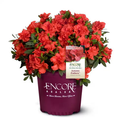 2 Gal. Autumn Embers Shrub with Semi Double Red-Orange Flowers
