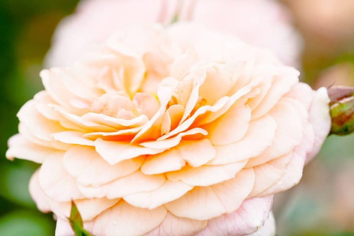 Apricot Drift® Rose Bush