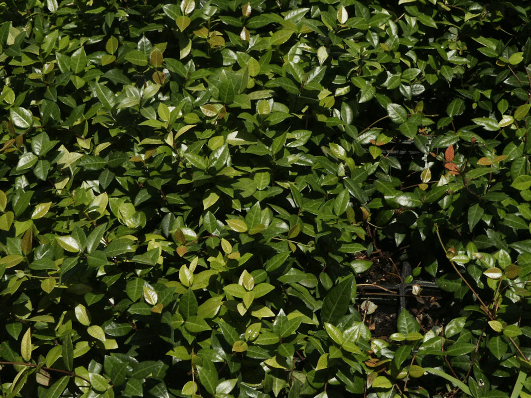 Asiatic Jasmine Shrub