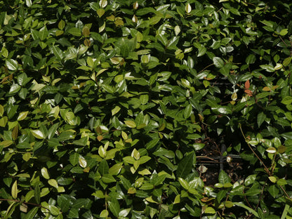Asiatic Jasmine Shrub