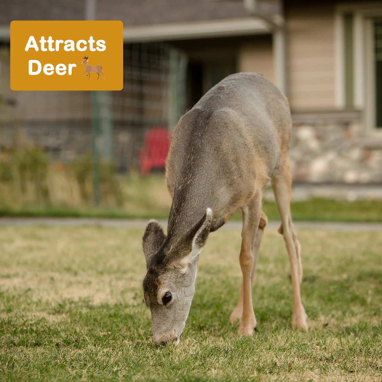 Hybrid American Chestnut Tree
