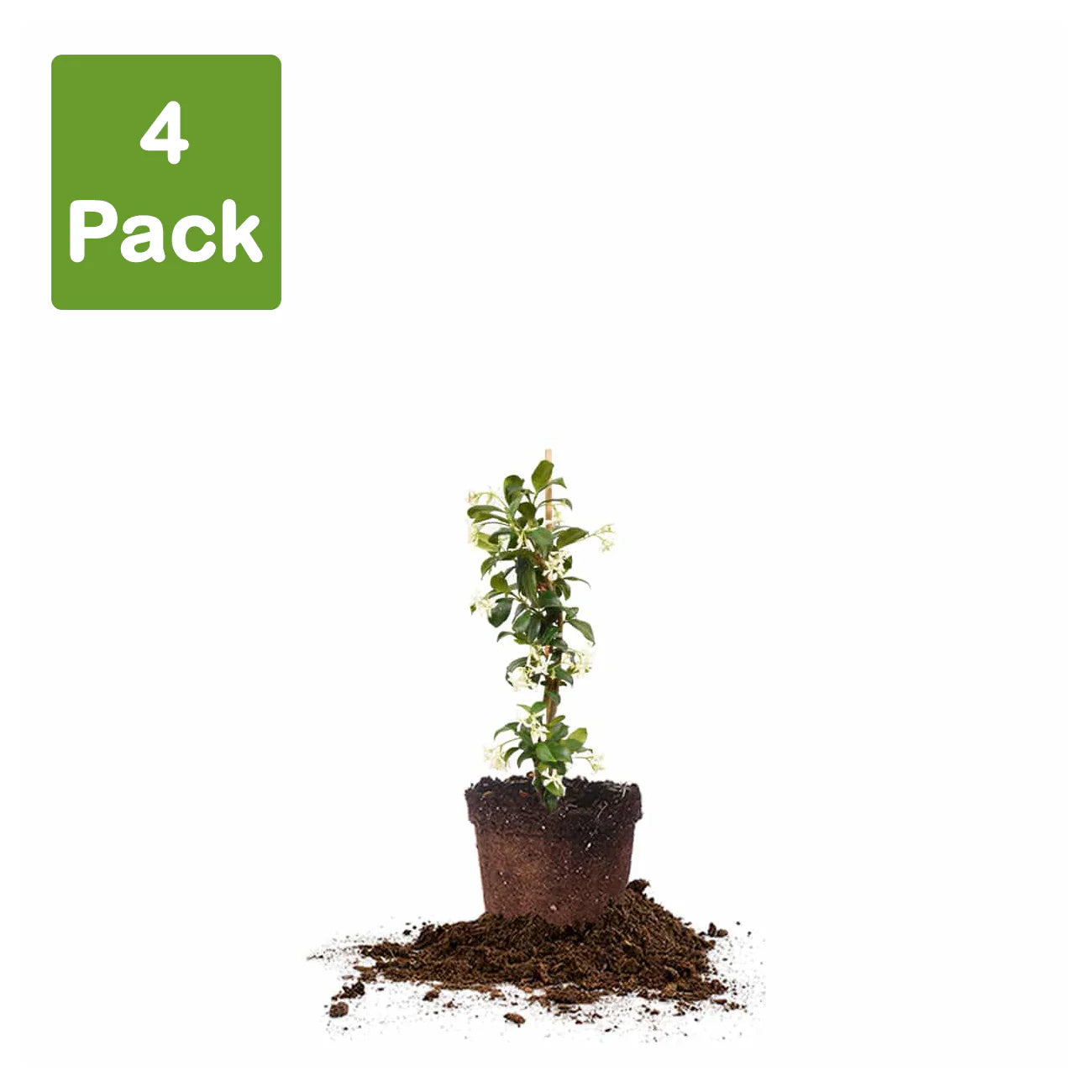 Star Jasmine Vine Shrub