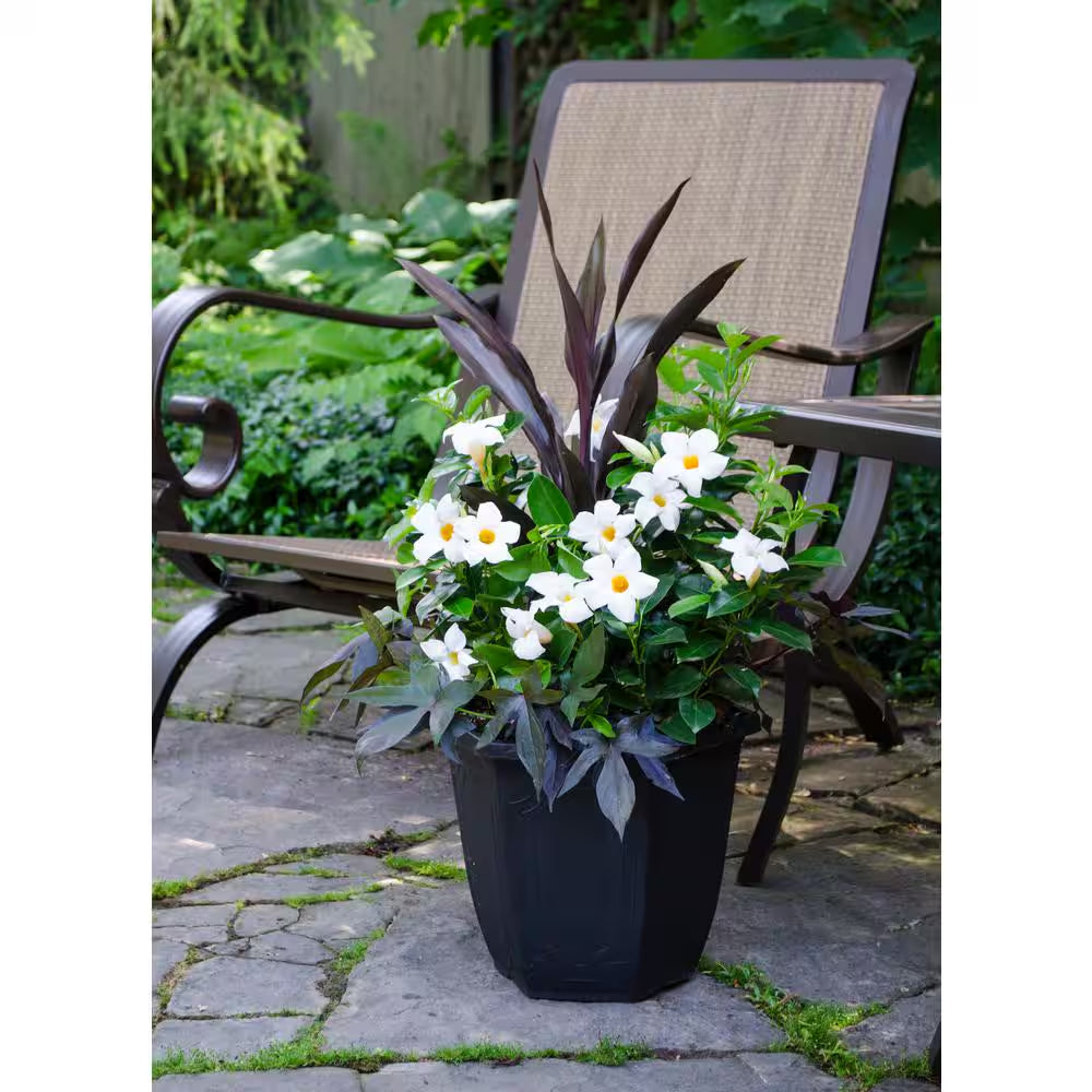 2.5 Gal. (#12) Dipladenia Flowering Annual Shrub with Assorted Colored Blooms