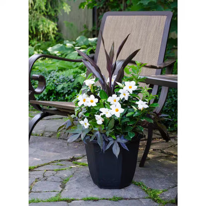 2.5 Gal. (#12) Dipladenia Flowering Annual Shrub with Assorted Colored Blooms