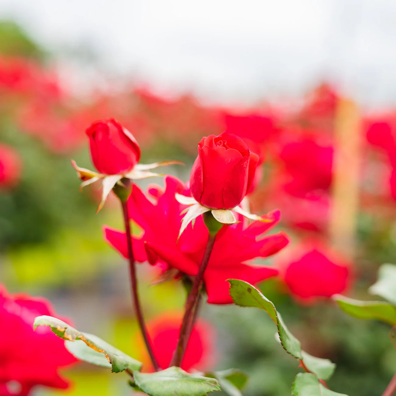 Red Double Knock Out® Rose Tree