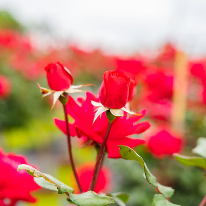 Red Double Knock Out® Rose Tree