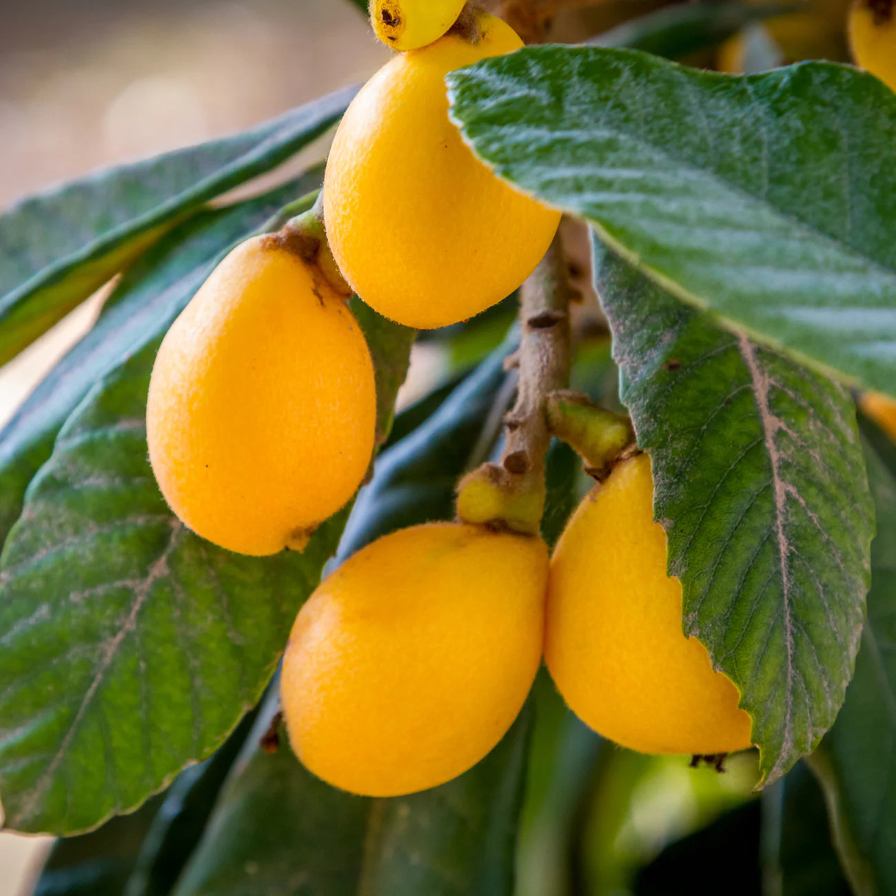 Japanese Loquat Tree