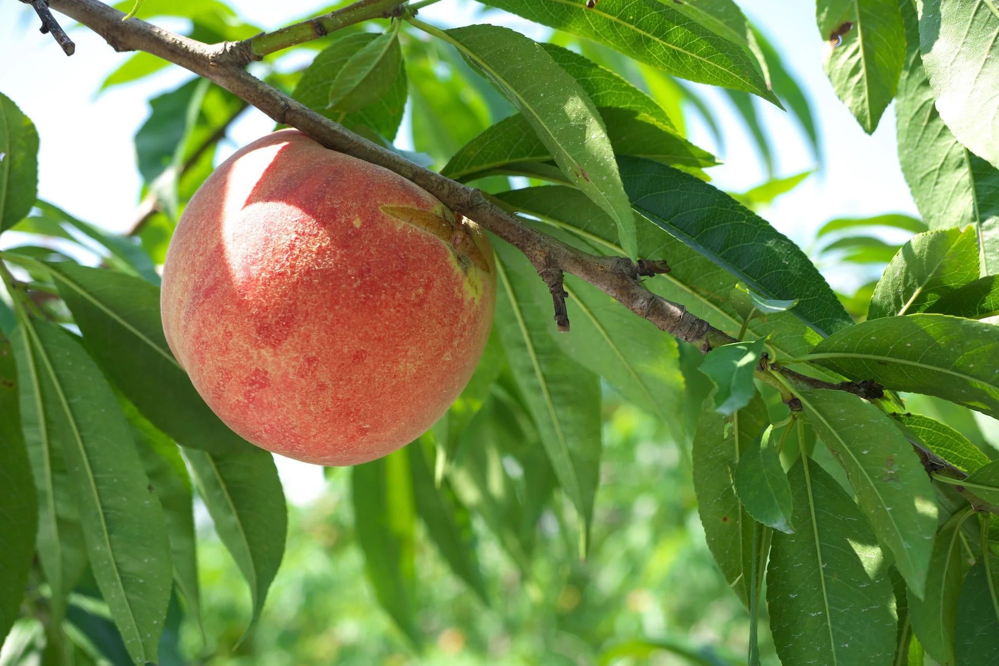 Tropic Snow Peach Tree