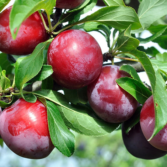 Santa Rosa Plum Tree