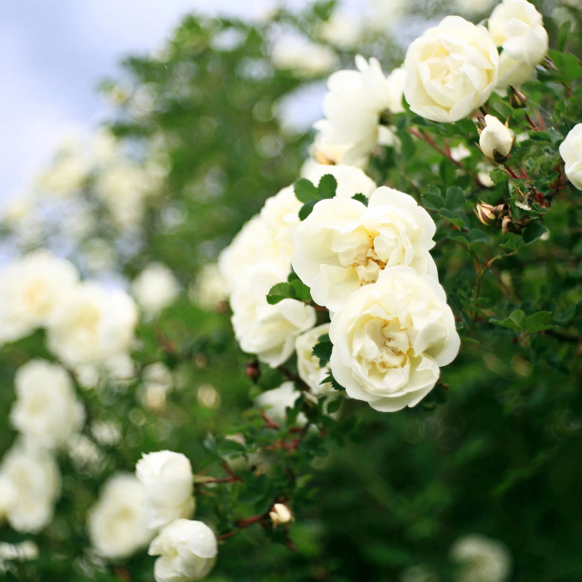 White Drift® Rose Bush