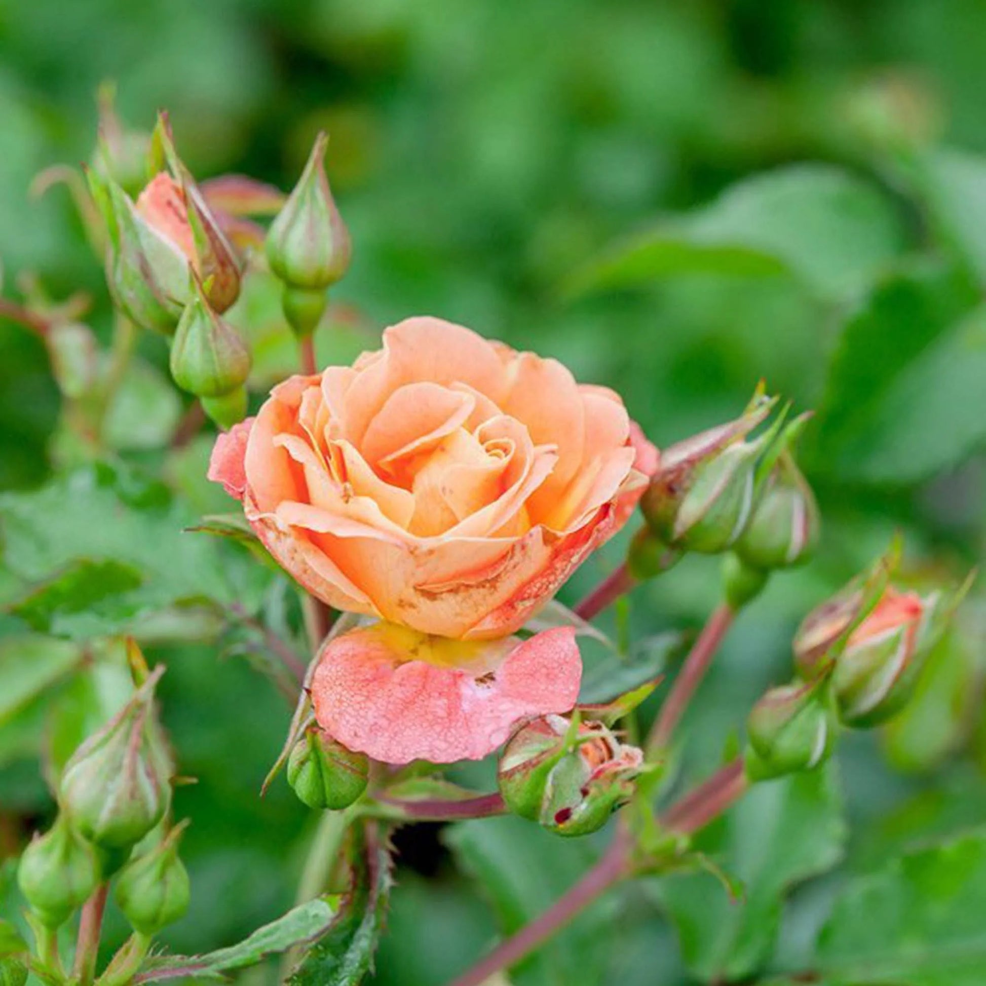 Peach Drift® Rose Bush