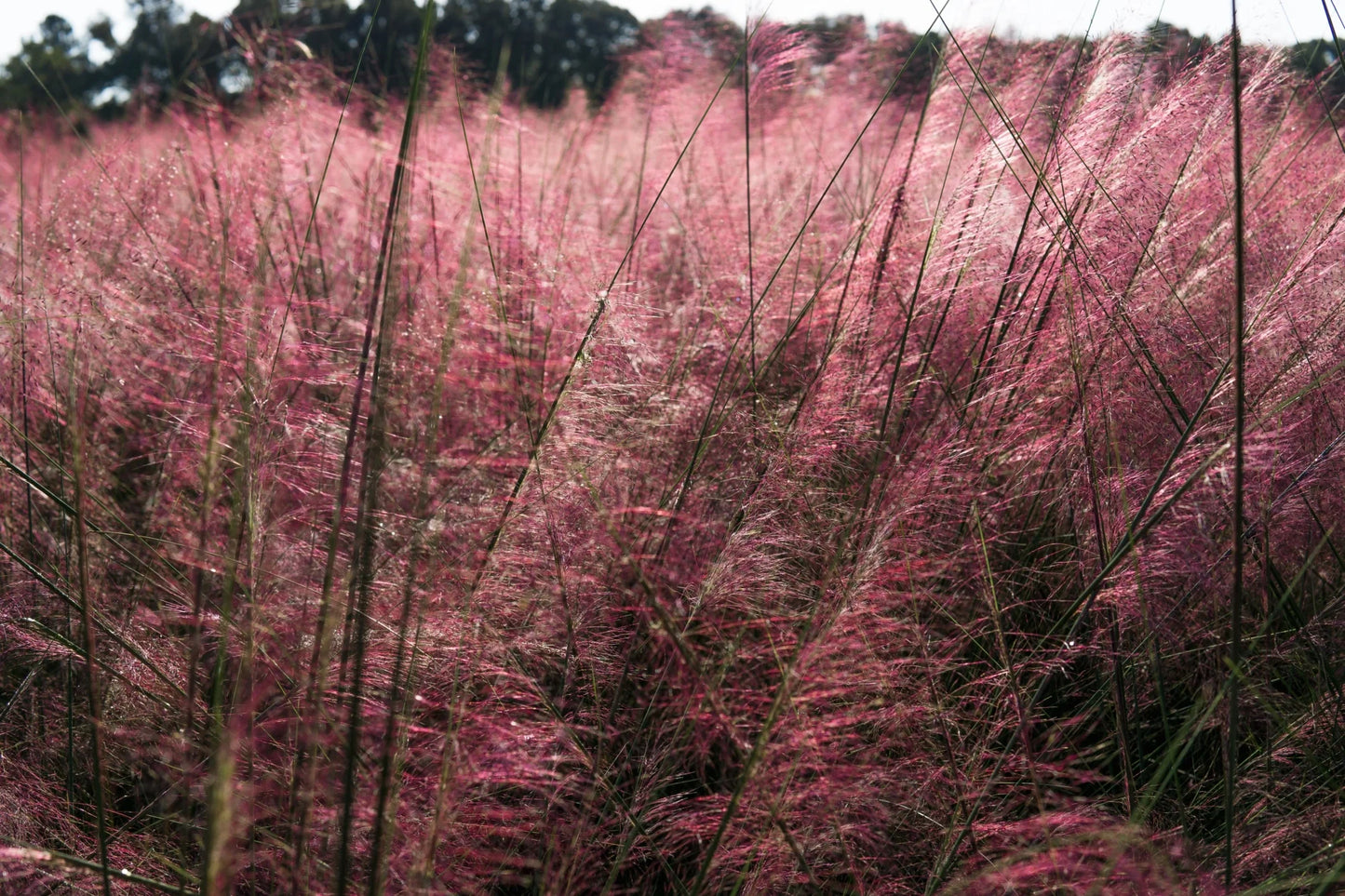 Dwarf Pink Muhly Grass Shrub