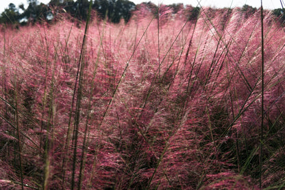 Dwarf Pink Muhly Grass Shrub