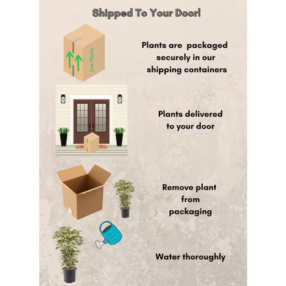 2.25 Gal. Osmanthus Tea Olive Shrub with White Fragrant Flowers
