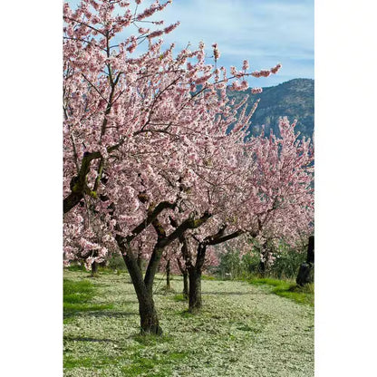 3 Ft. Texas Mission Almond Tree