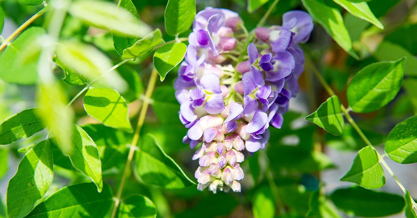 Wisteria Amethyst Falls