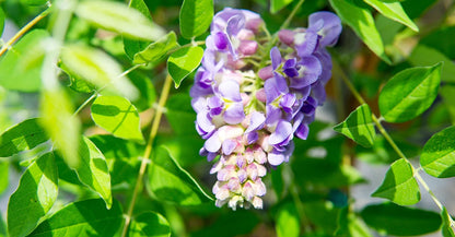 Wisteria Amethyst Falls