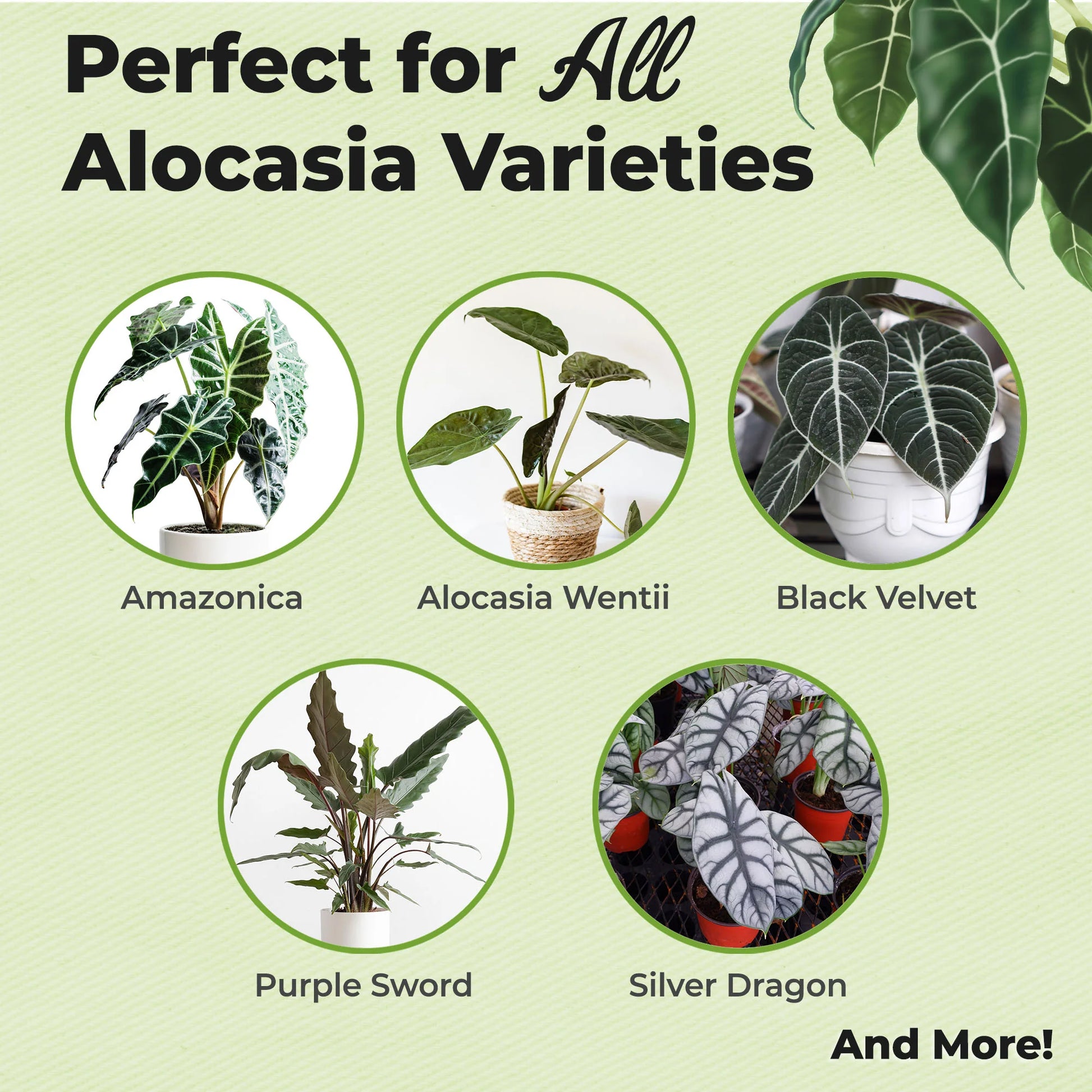 Alocasia Fertilizer Mist