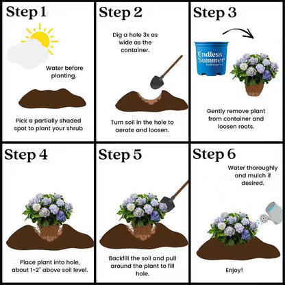 1 Gal. the Original Reblooming Hydrangea Flowering Shrub with Pink or Blue Flowers