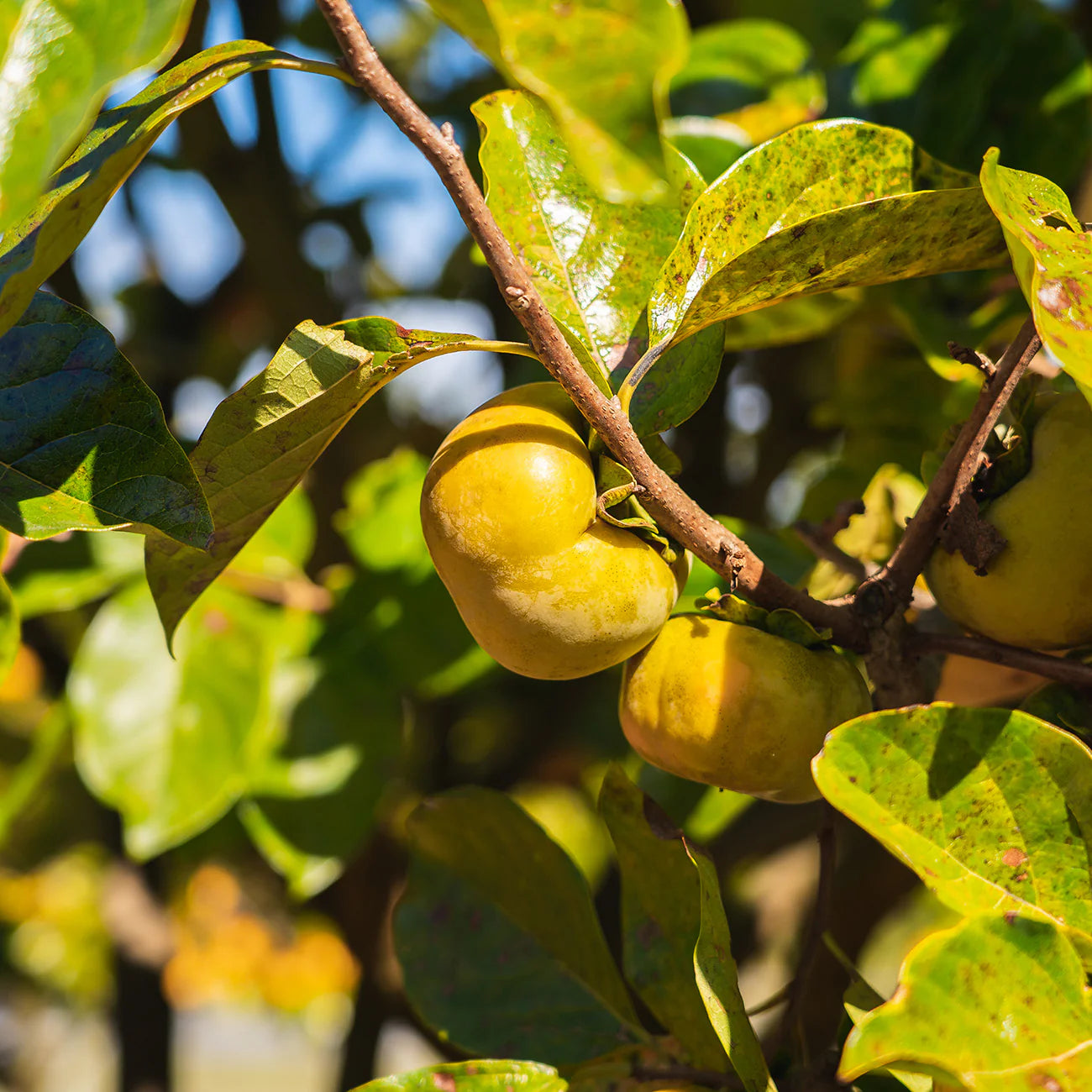 Ichi Ki Kei Jiro Persimmon Tree