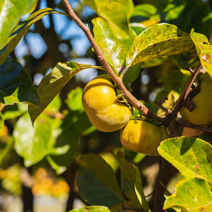 Ichi Ki Kei Jiro Persimmon Tree