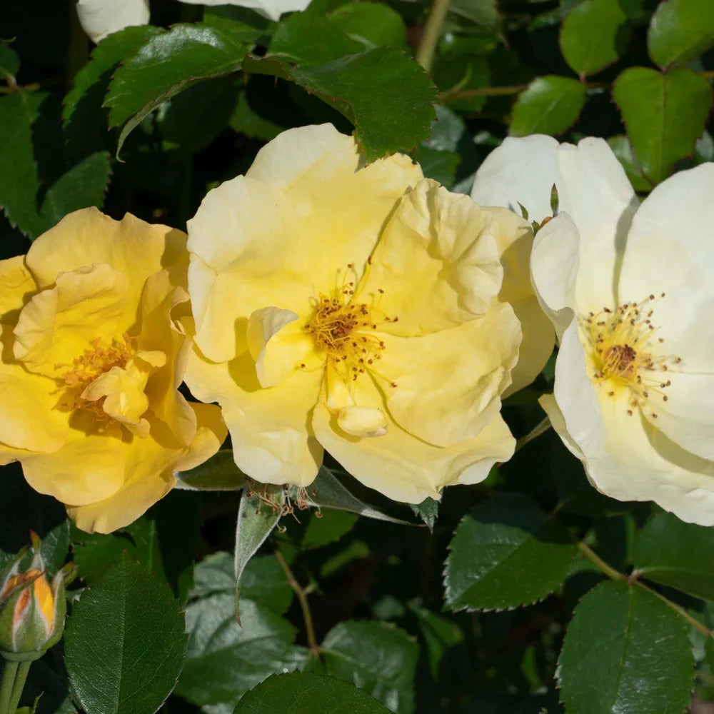 Easy Bee-Zy Knock Out® Rose Bush