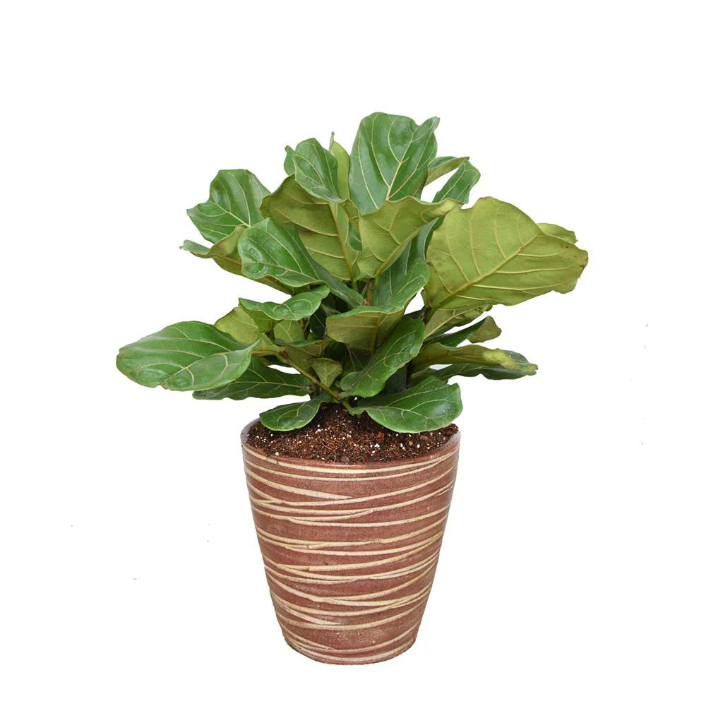 Fiddle Leaf Fig Soil