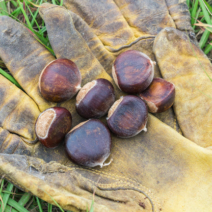 Hybrid American Chestnut Tree