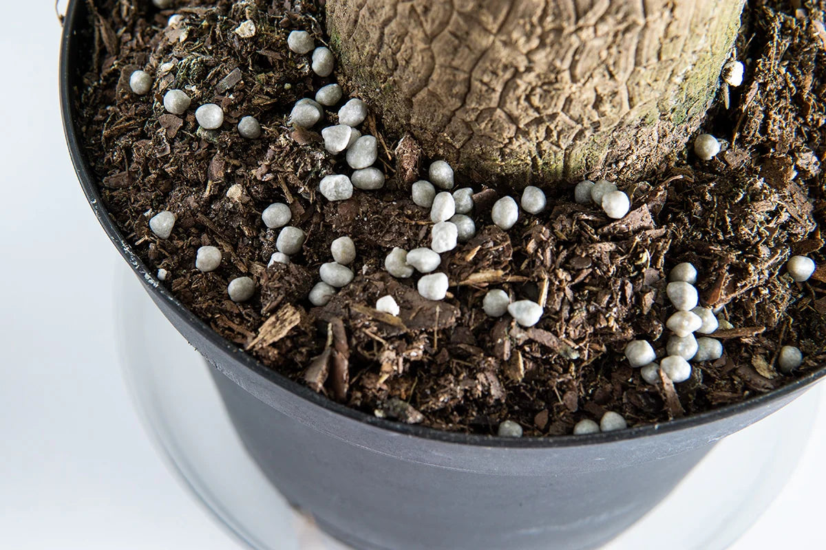 Root Boosting Slow Release Fertilizer