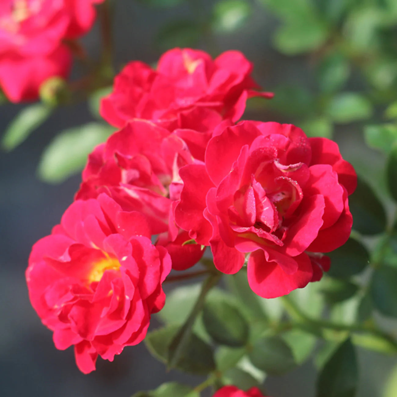 Red Drift® Rose Bush