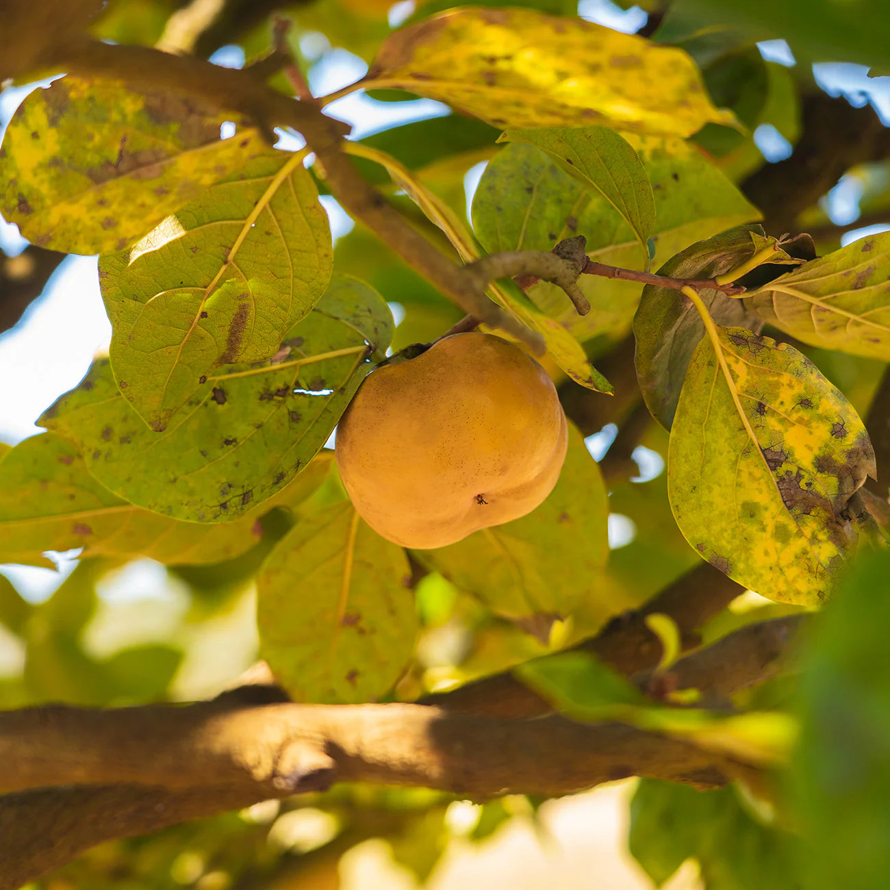 Ichi Ki Kei Jiro Persimmon Tree